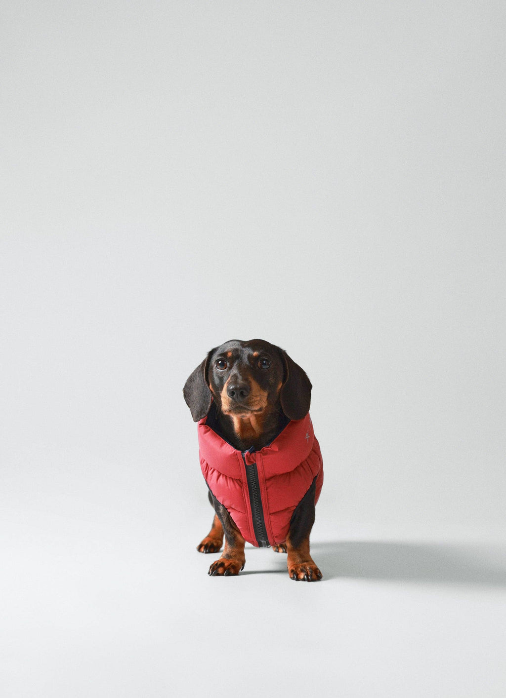 Hugo & Hudson - Hackett x Hugo Hudson Pufferjakke til hunde - Navy & Berry