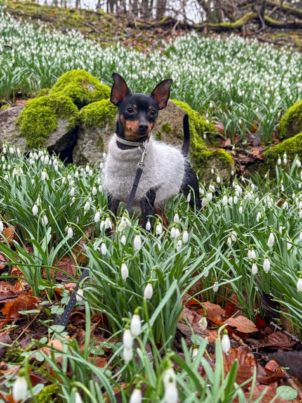Muffin & Berry Sweater ISLA