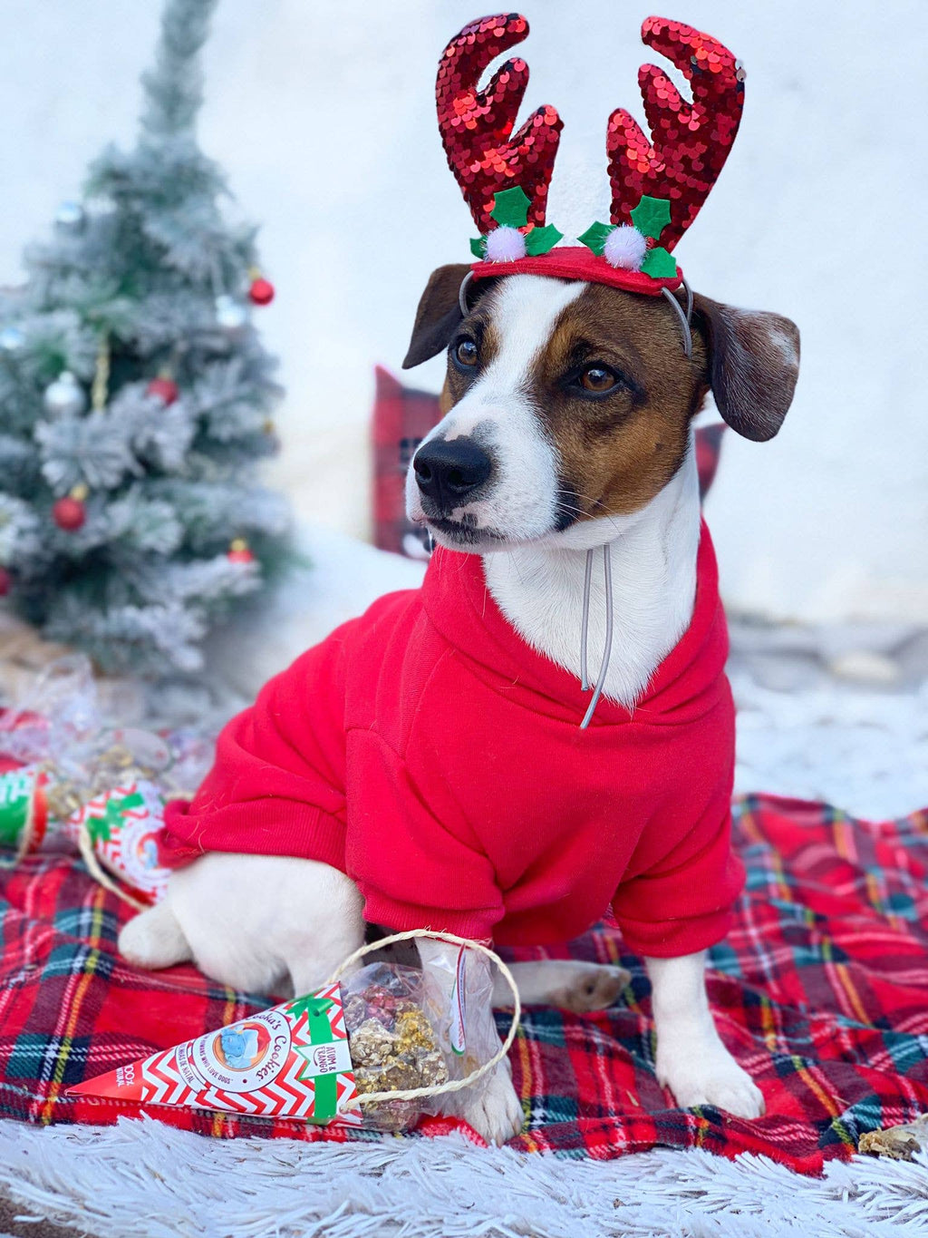 Cooka's Cookies - Julekugler - Kylling & Tun - Naturlige hundebehandlinger