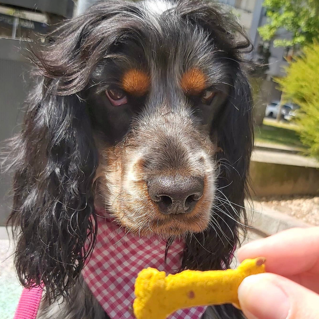 Cooka's Cookies - Sintra Bliss - Naturlige hundegodbidder med superfoods