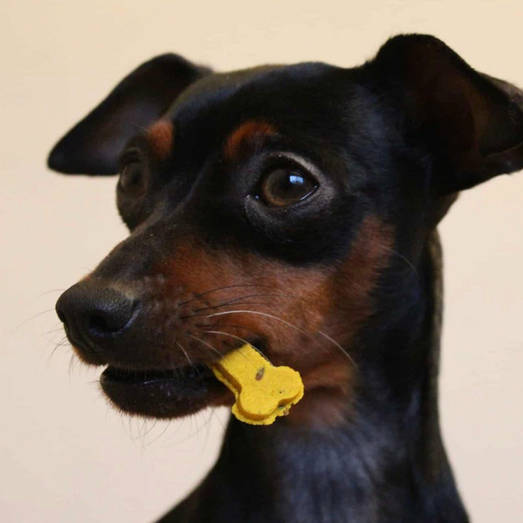 Cooka's Cookies - Sintra Bliss - Naturlige hundegodbidder med superfoods